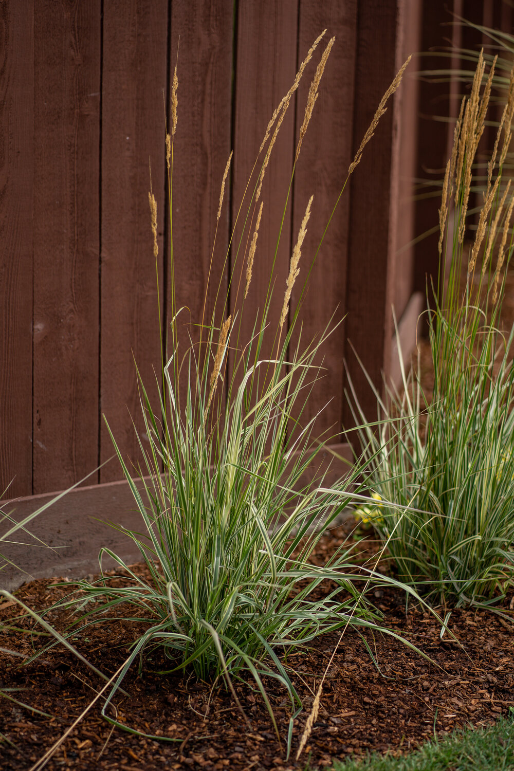 images Hello Spring Ornamental Grass dutch growers
