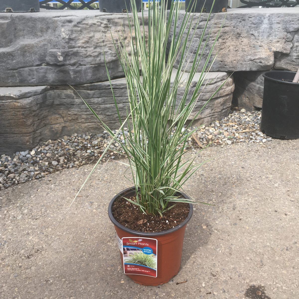 pic Hello Spring Ornamental Grass great garden plants