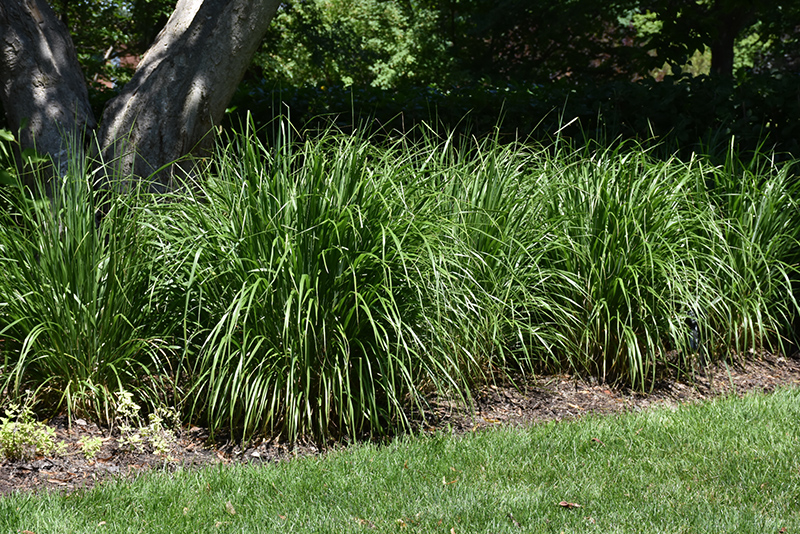 photo Hello Spring Ornamental Grass ornamental grasses
