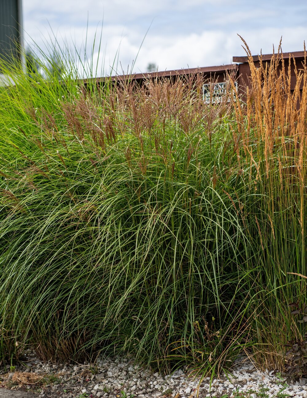 pix Hello Spring Ornamental Grass ornamental grasses ornamental grasses