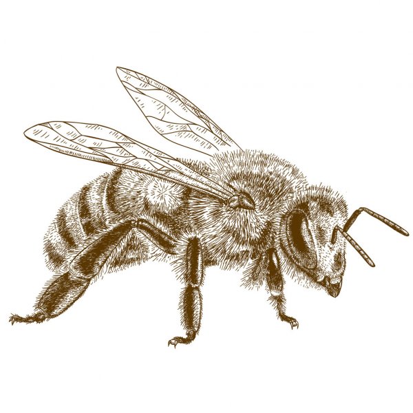images Honey Bee Images For Drawing easy to draw com