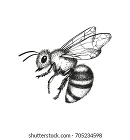 pics Honey Bee Images For Drawing https www shutterstock com image vector vector engraving illustration honey bee on 705234598