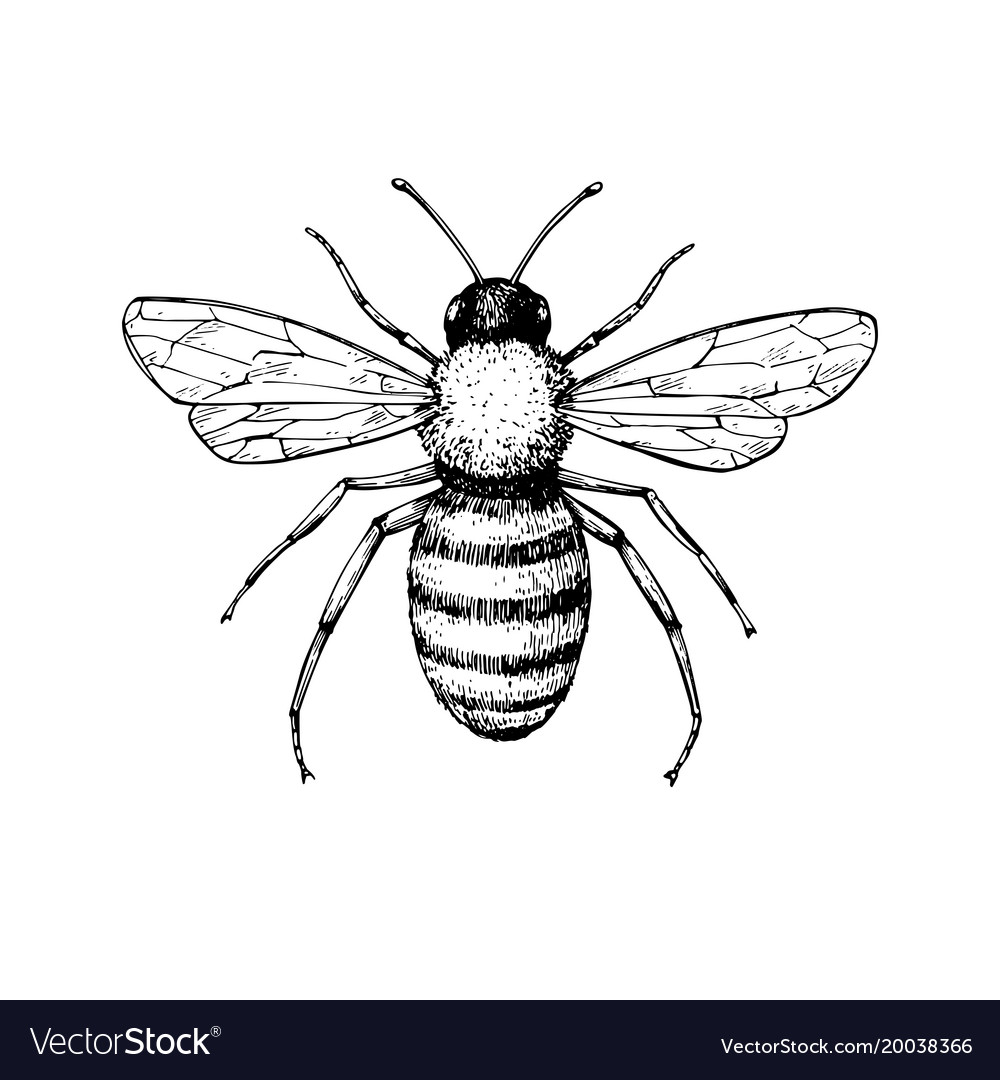 pix Honey Bee Images For Drawing vectorstock