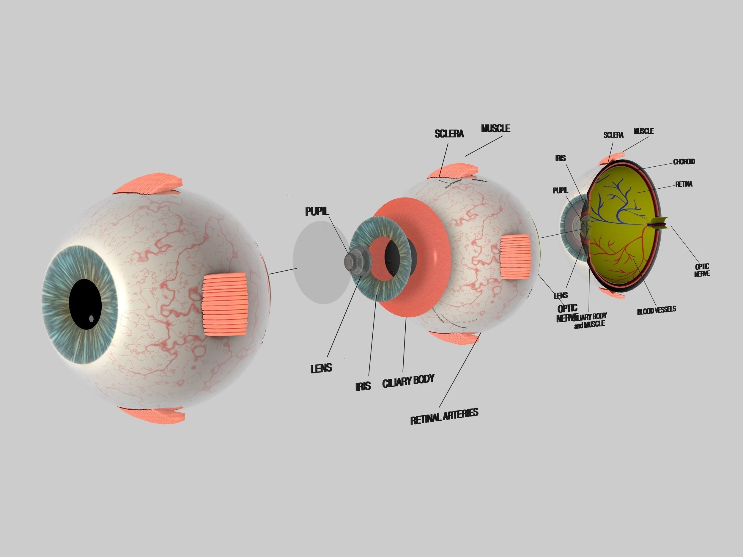 pix Human Eye 3D Image 3d model human eye section