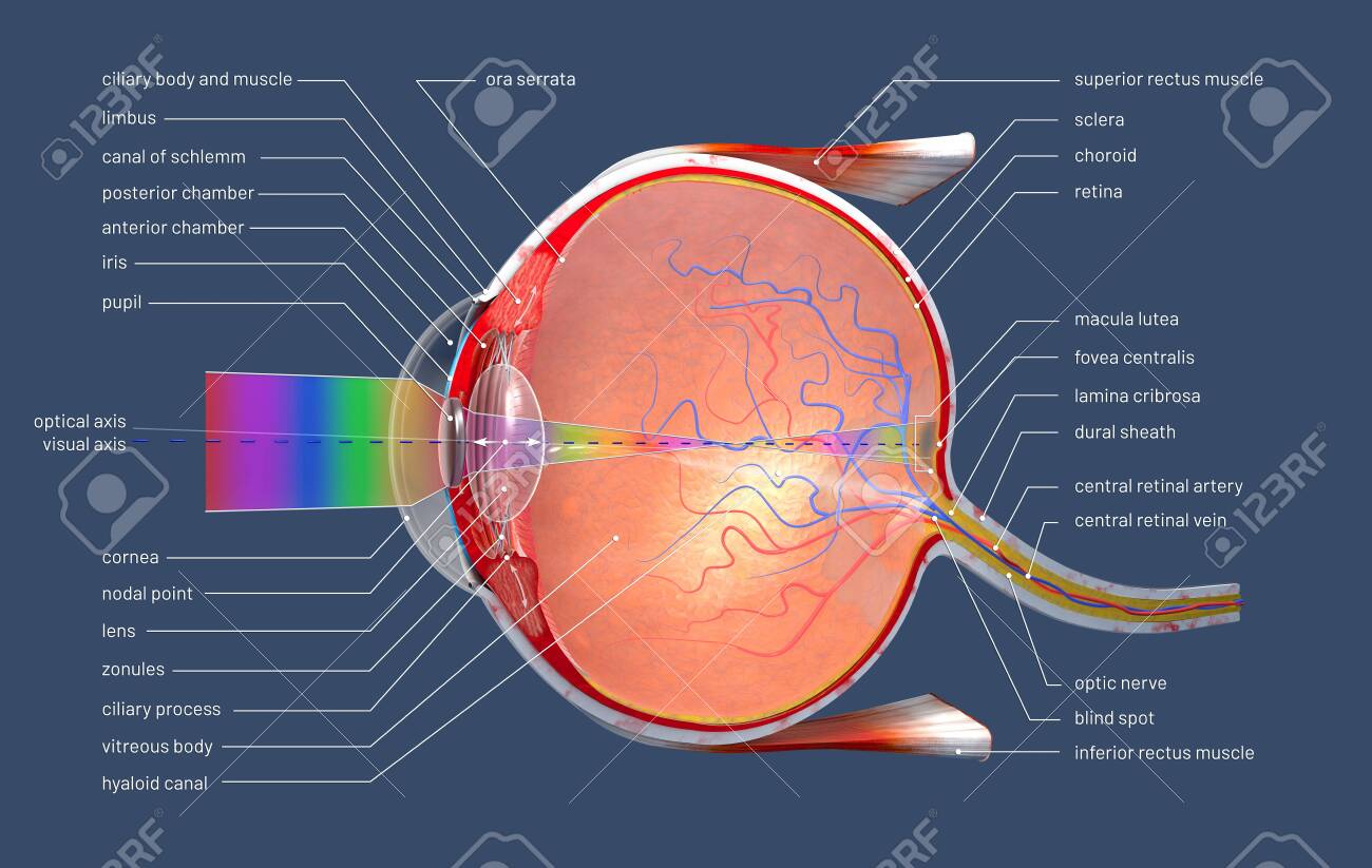 photo Human Eye 3D Image 3d illustration of a cross section of the human eye with explanations