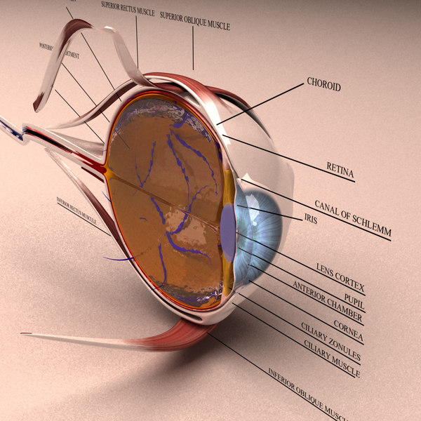pics Human Eye 3D Image human eye anatomy 3d model in anatomy 3dexport