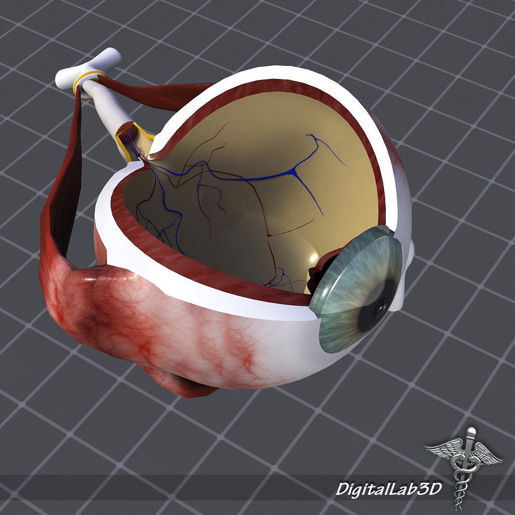 images Human Eye 3D Image zbrushcentral
