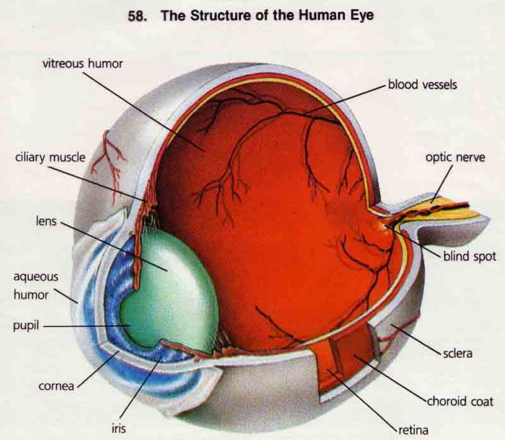 wallpapers Human Eye 3D Image eye anatomy human eye