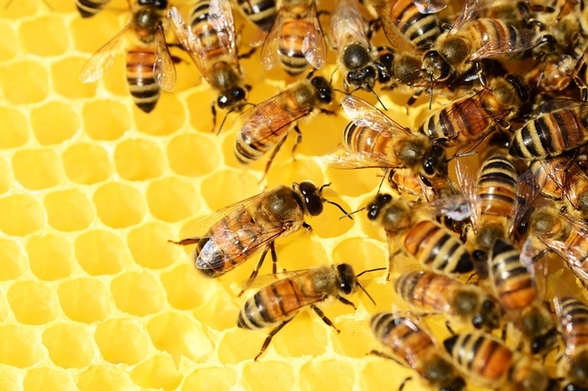 photo Imagenes De Abejas apis mellifera wikipedia la