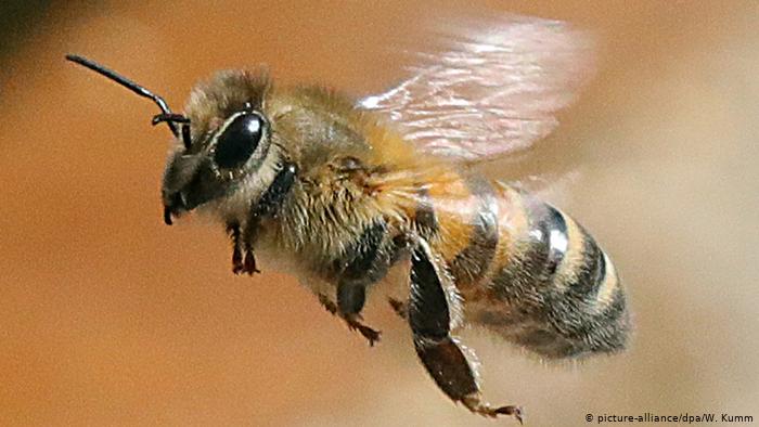 pics Imagenes De Abejas posts tagged abejas uc agriculture