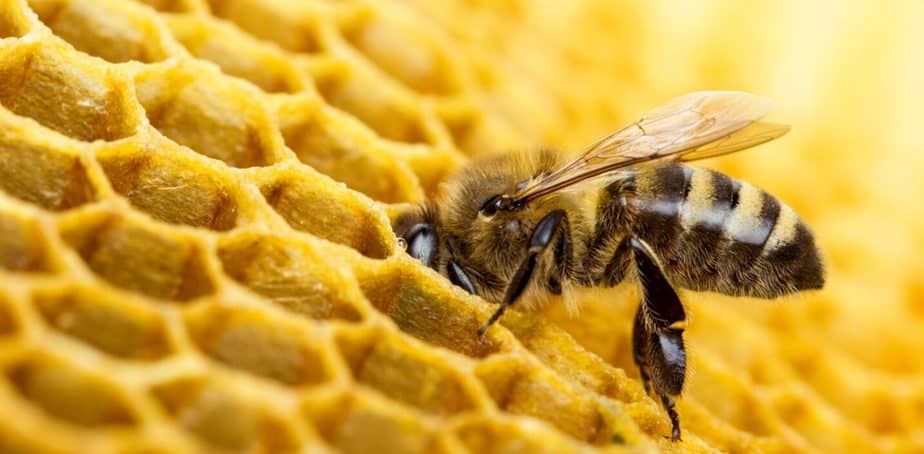 pix Imagenes De Abejas significado espiritual de las abejas en