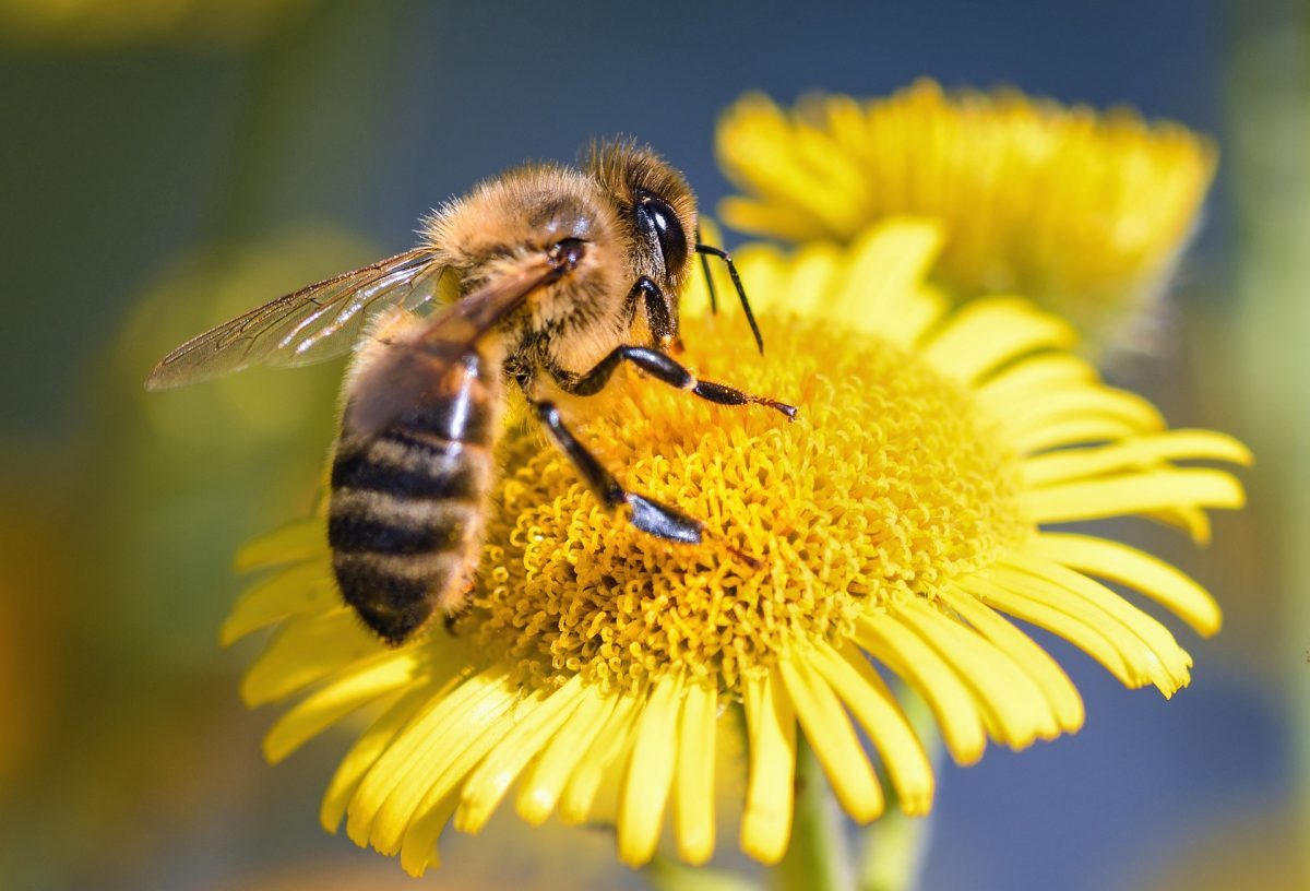 picture Imagenes De Abejas como se hace la miel desde la abeja