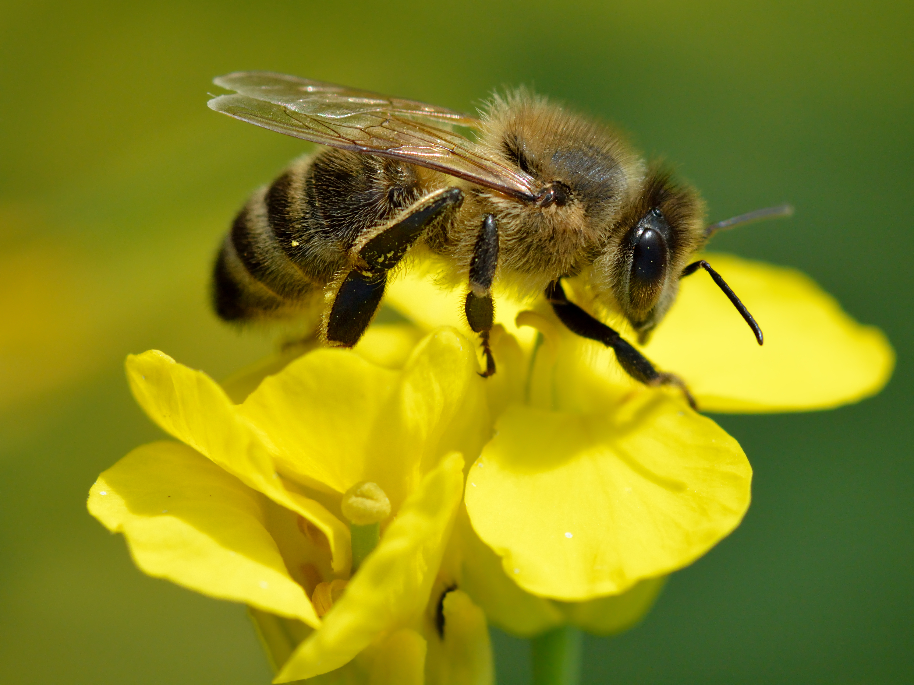 pics Imagenes De Abejas tipos de abejas caracteristicas