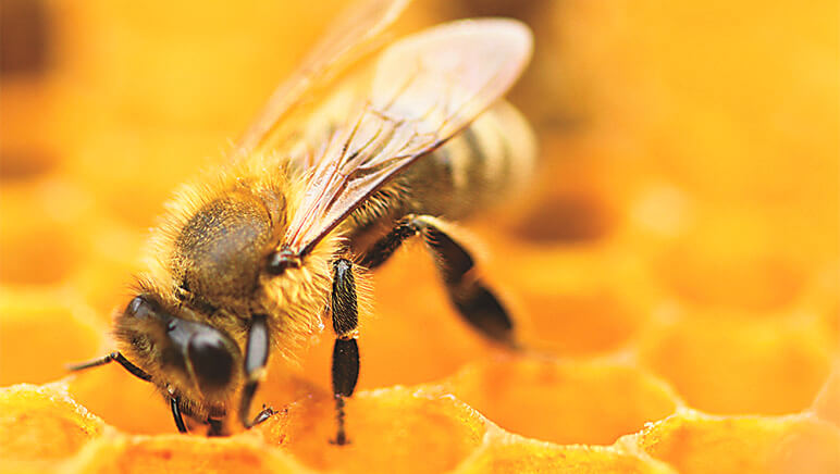 pics Imagenes De Abejas las abejas una inspiracion para las