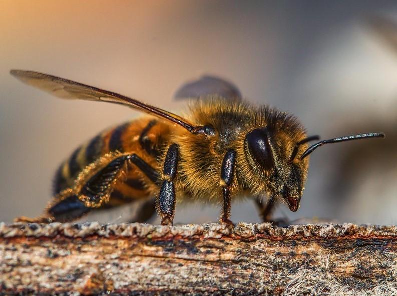 pix Imagenes De Abejas panal de cera de las abejas ecocolmena