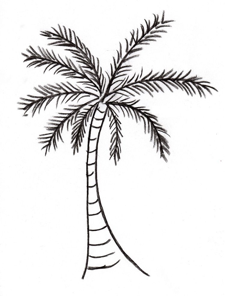 images Images Of Palm Trees To Draw how to draw a realistic palm tree step