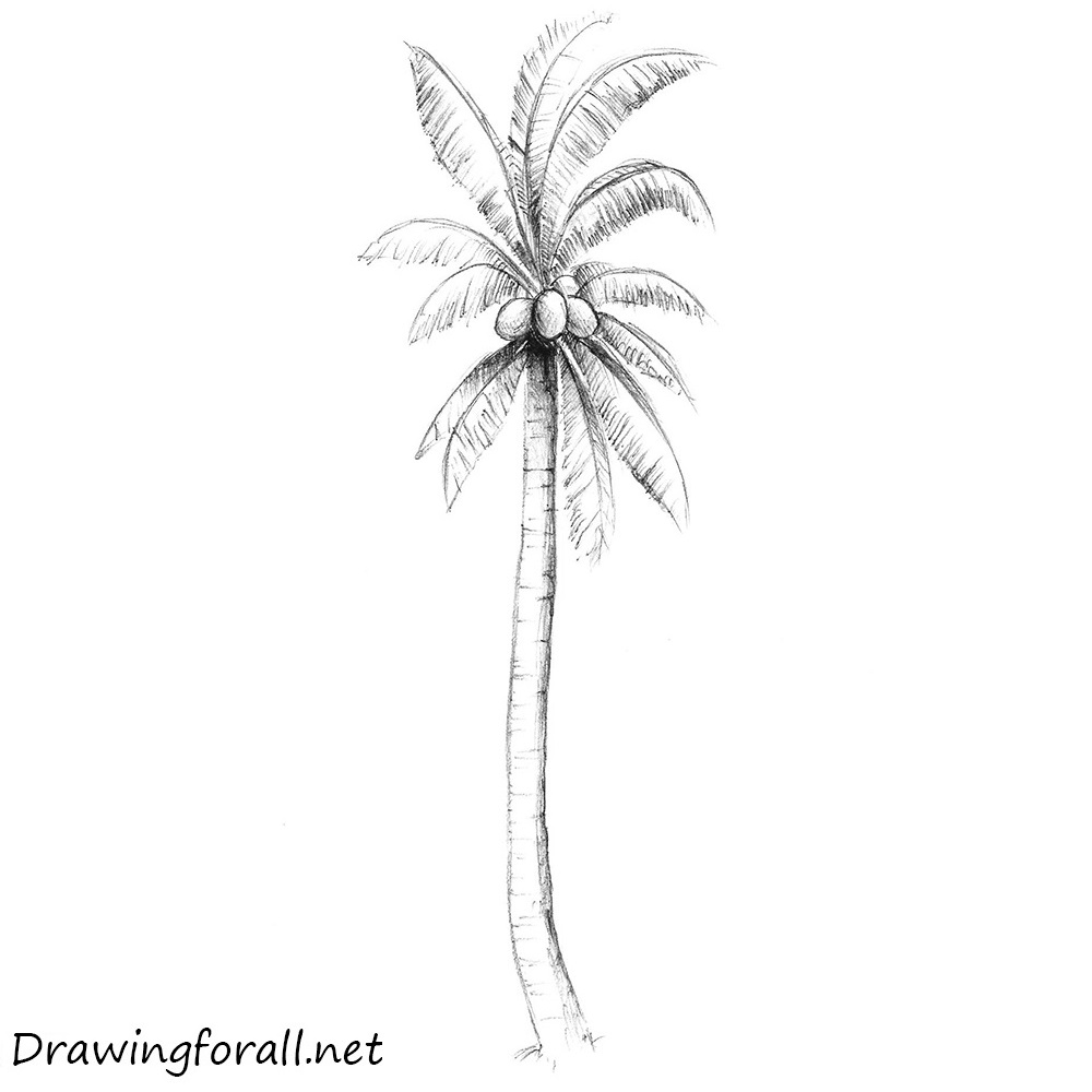 picture Images Of Palm Trees To Draw tree drawing simple palm tree drawing