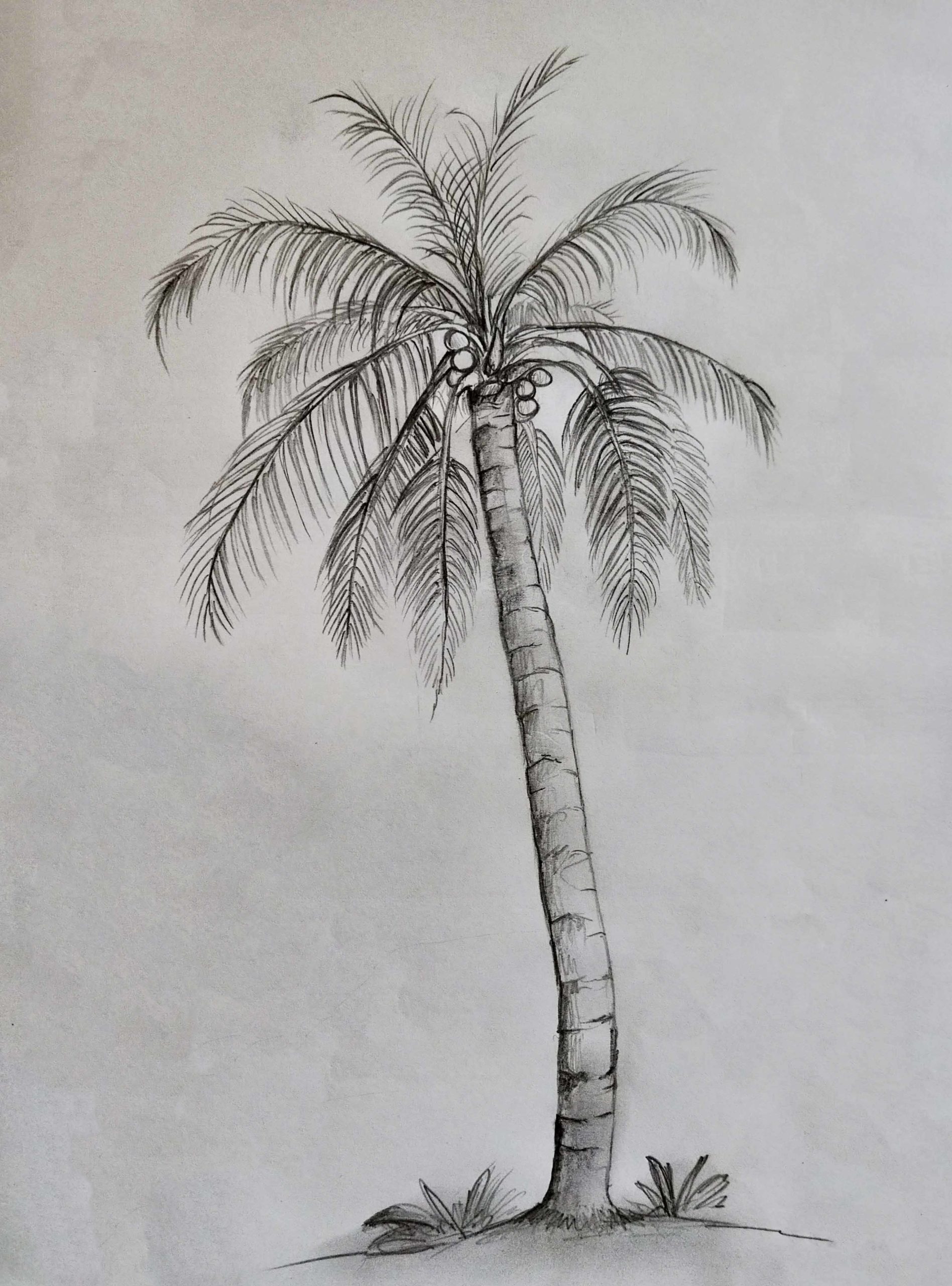 images Images Of Palm Trees To Draw how to draw a palm tree easy drawing art