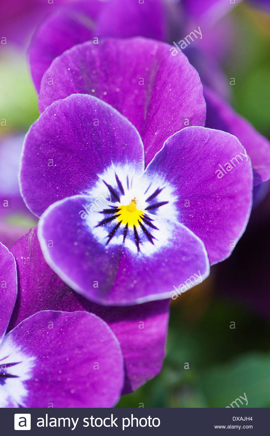 picture Images Of Purple Coloured Flowers 20 plants with purple flowers bbc