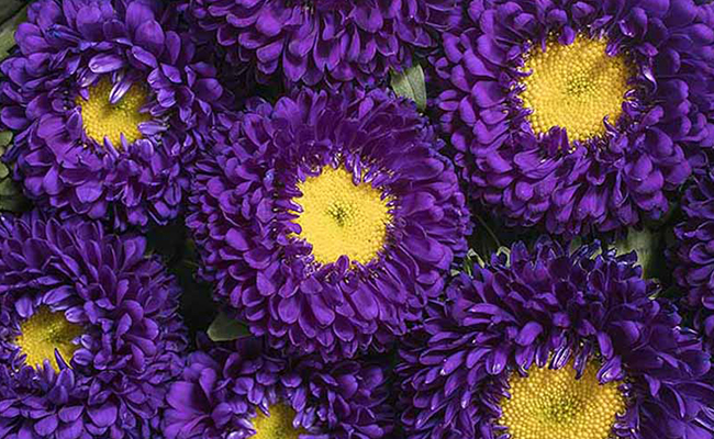 photo Images Of Purple Coloured Flowers 50 types of purple flowers ftd com