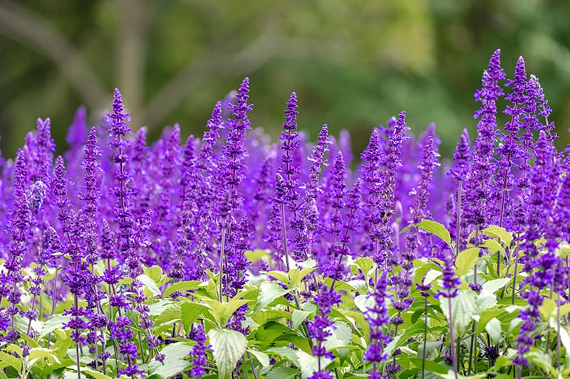 pics Images Of Purple Coloured Flowers purple colour flower names a list to