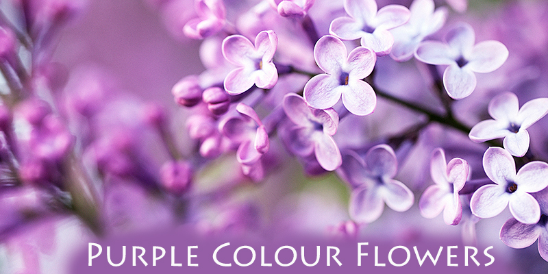 pic Images Of Purple Coloured Flowers common blue violet violet flower