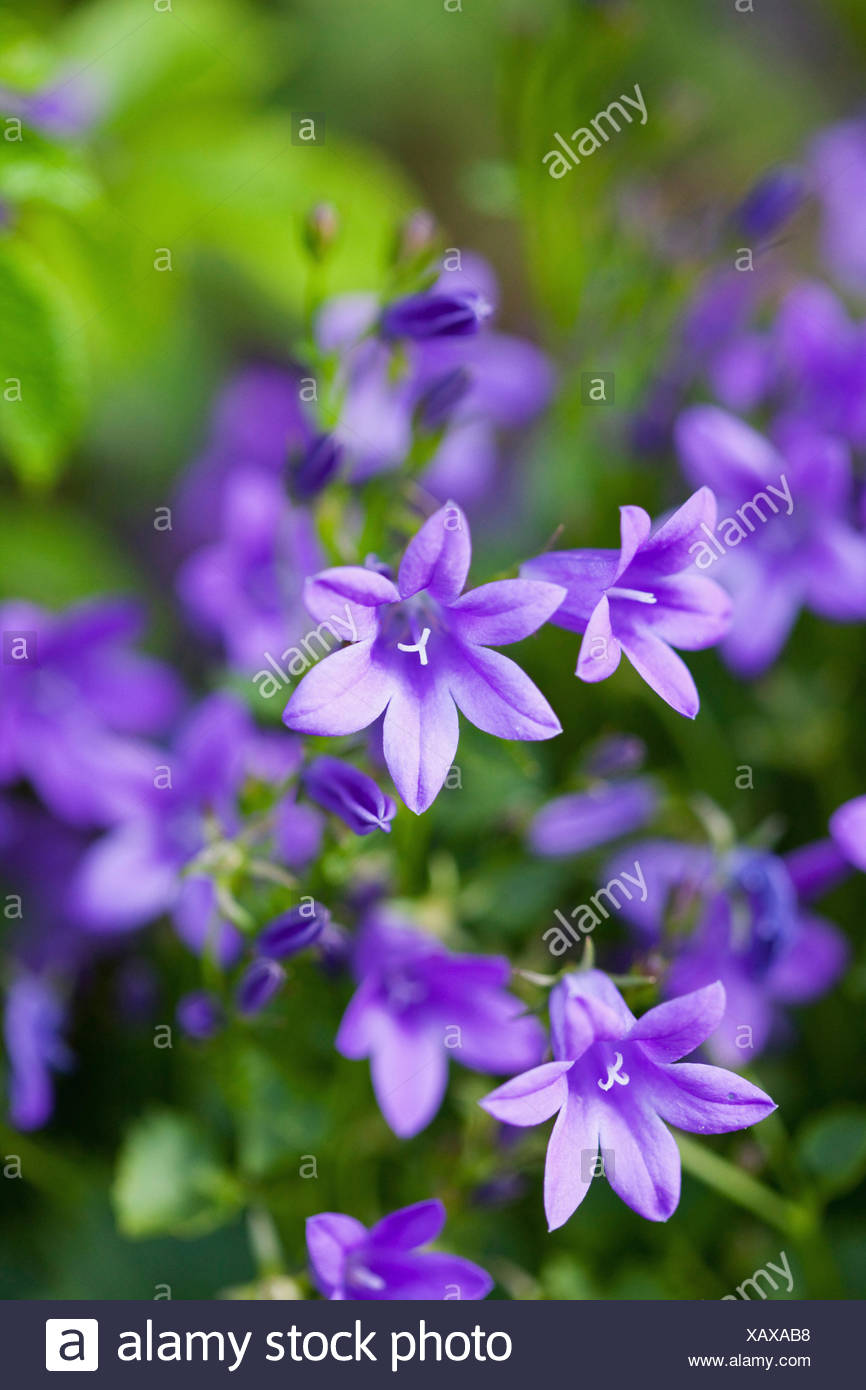 picture Images Of Purple Coloured Flowers different types of purple flowers with