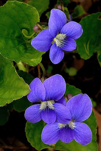 pix Images Of Purple Coloured Flowers 50 types of purple flowers ftd com