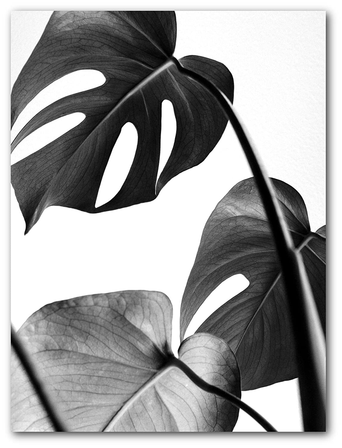 photo Leaf Picture Black And White vectorstock