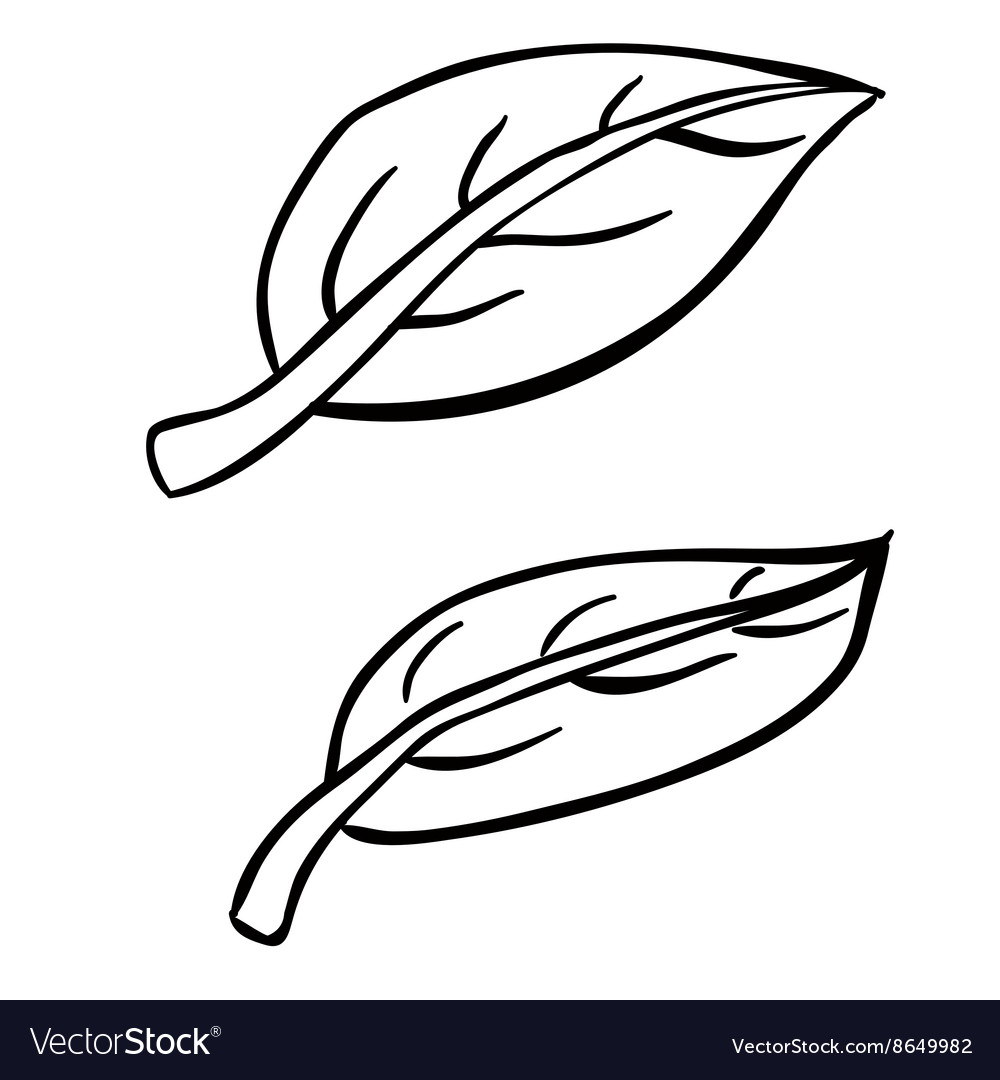 pix Leaf Picture Black And White leaf clipart png transparent clipart