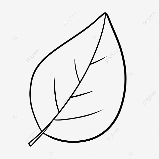 pics Leaf Picture Black And White maple leaf clipart black and white