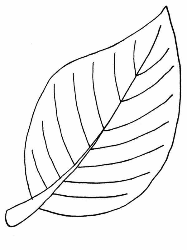 pic Leaf Picture Black And White clipart library