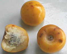 pix Nache Fruit 3rdarm biz