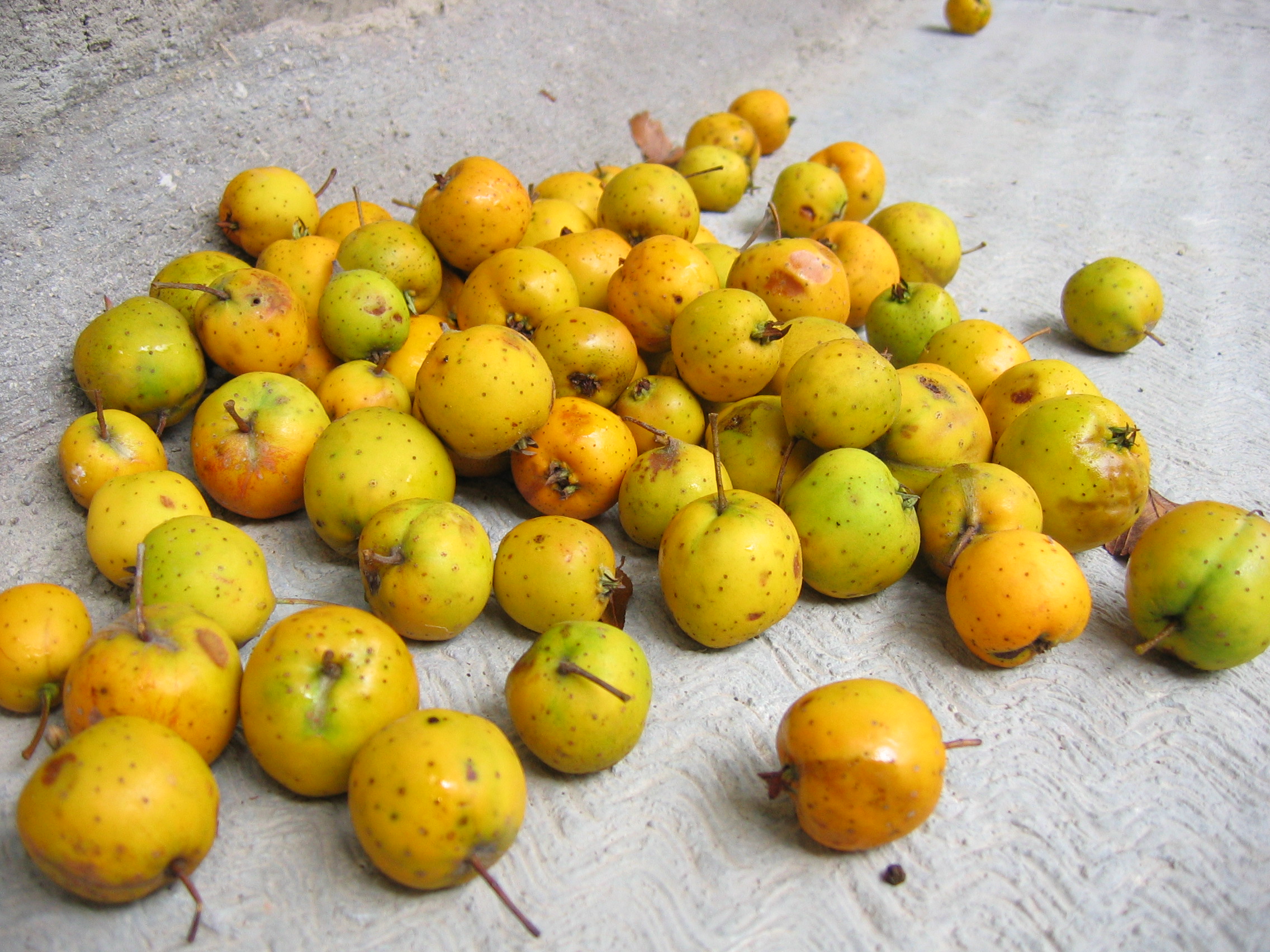 wallpapers Nache Fruit nance fruit facts health benefits and