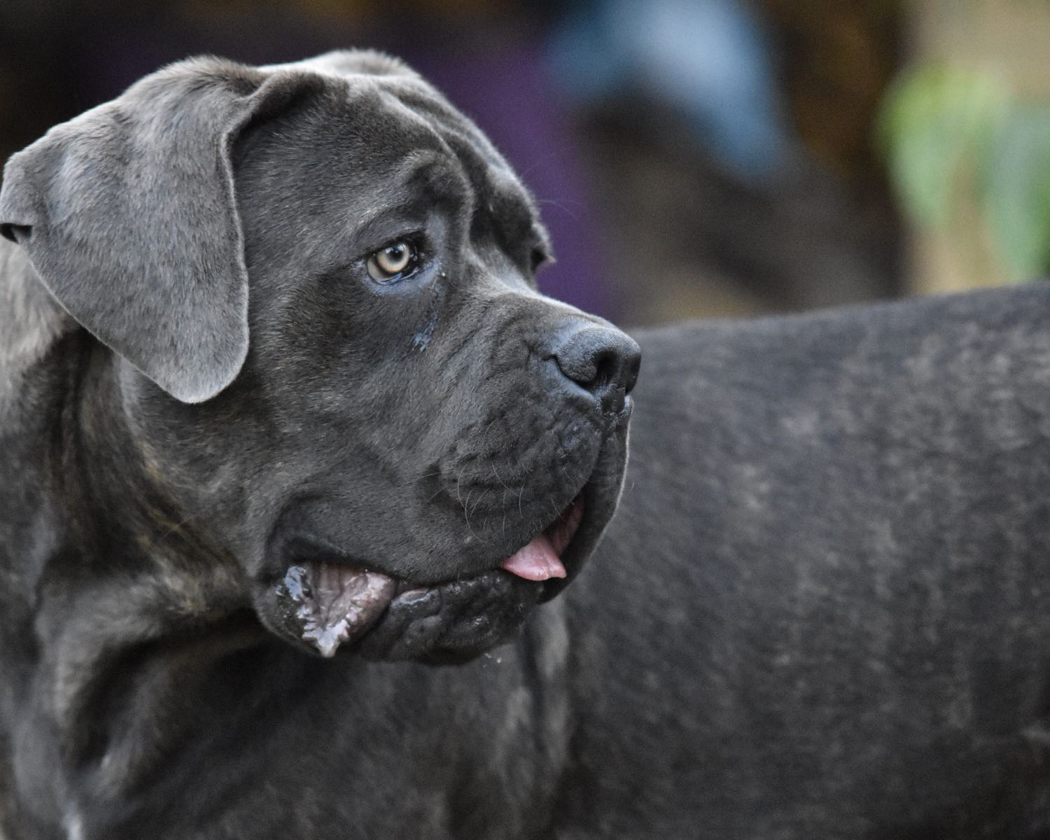 pics Neapolitan Mastiff Great Dane Mix neo daniff neapolitan mastiff great