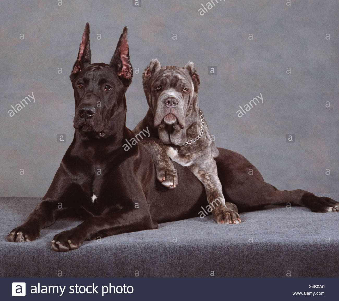 pic Neapolitan Mastiff Great Dane Mix great dane gnosis