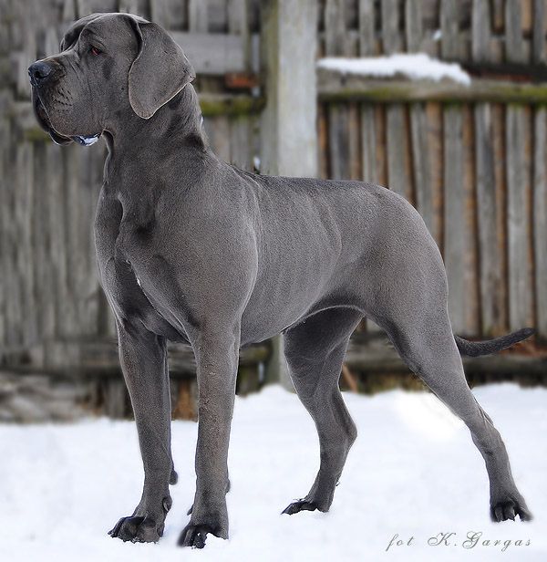 picture Neapolitan Mastiff Great Dane Mix neo daniff dog breed facts and