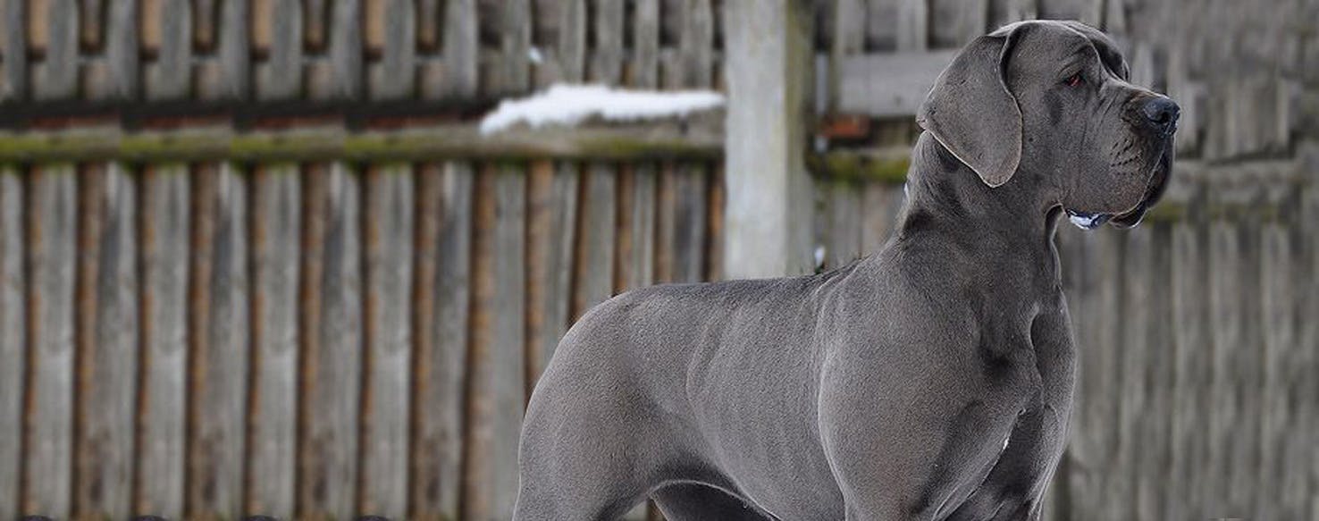 wallpapers Neapolitan Mastiff Great Dane Mix reddit