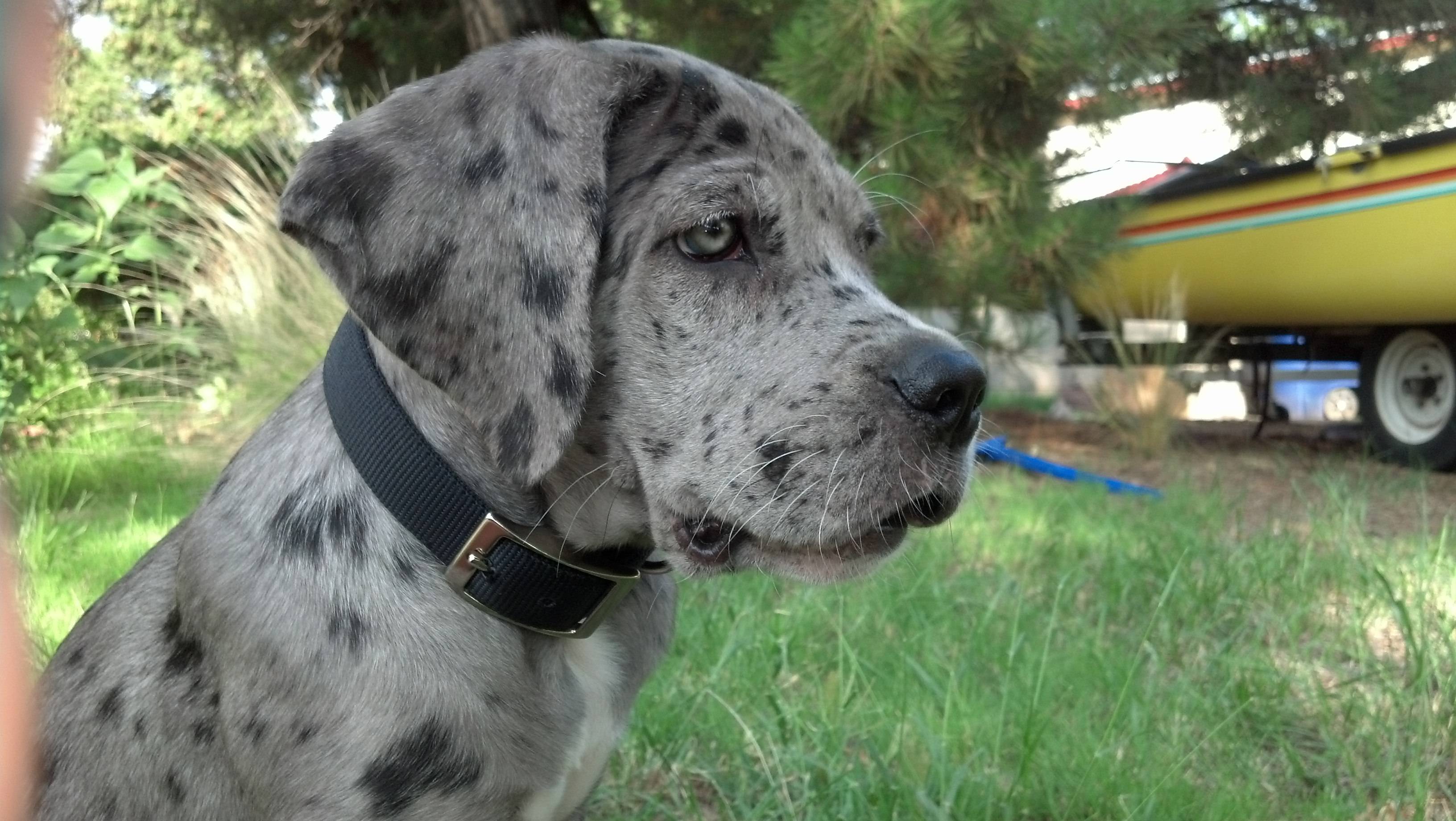 pics Neapolitan Mastiff Great Dane Mix great dane german mastiff great