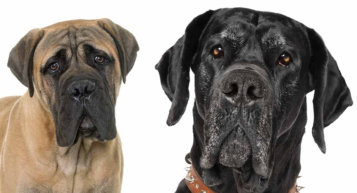pics Neapolitan Mastiff Great Dane Mix great dane mastiff mix learn about