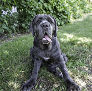photo Neapolitan Mastiff Great Dane Mix neapolitan mastiff breed information