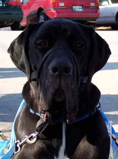 picture Neapolitan Mastiff Great Dane Mix great dane dogs dane puppies