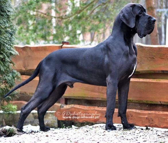 pix Neapolitan Mastiff Great Dane Mix https www alamy com great dane and neapolitan mastiff image278066264 html