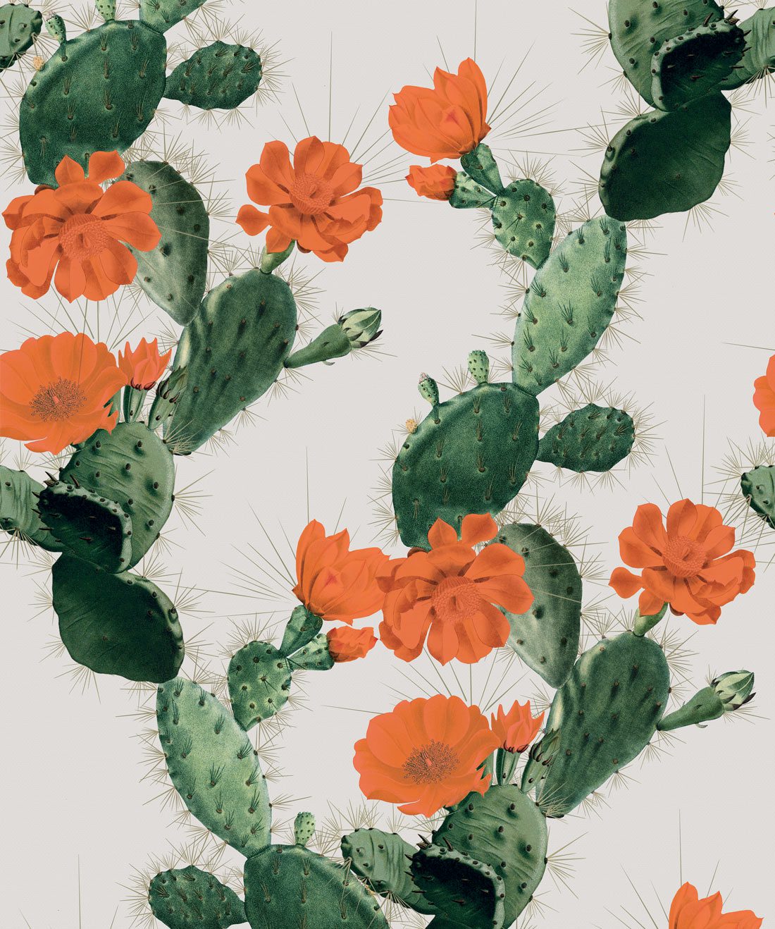 pic Nopal Wallpaper wallpaper nopal arte y diseno fondos
