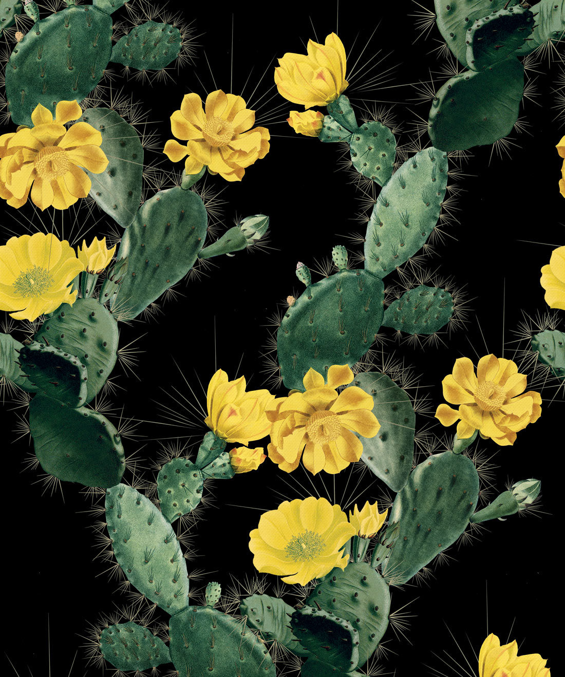 pic Nopal Wallpaper alluring cactus wallpaper bold bright cacti design milton king aus