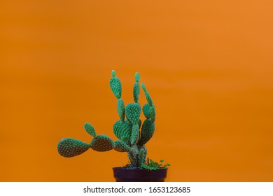 pic Nopal Wallpaper nopal 1080p 2k 4k 5k hd wallpapers