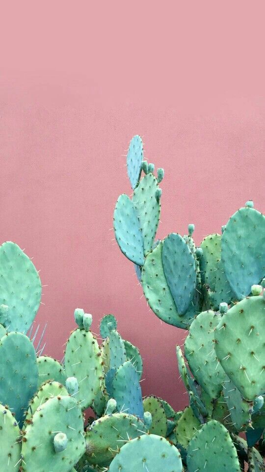 wallpapers Nopal Wallpaper green and blue cactus peel and stick wallpaper