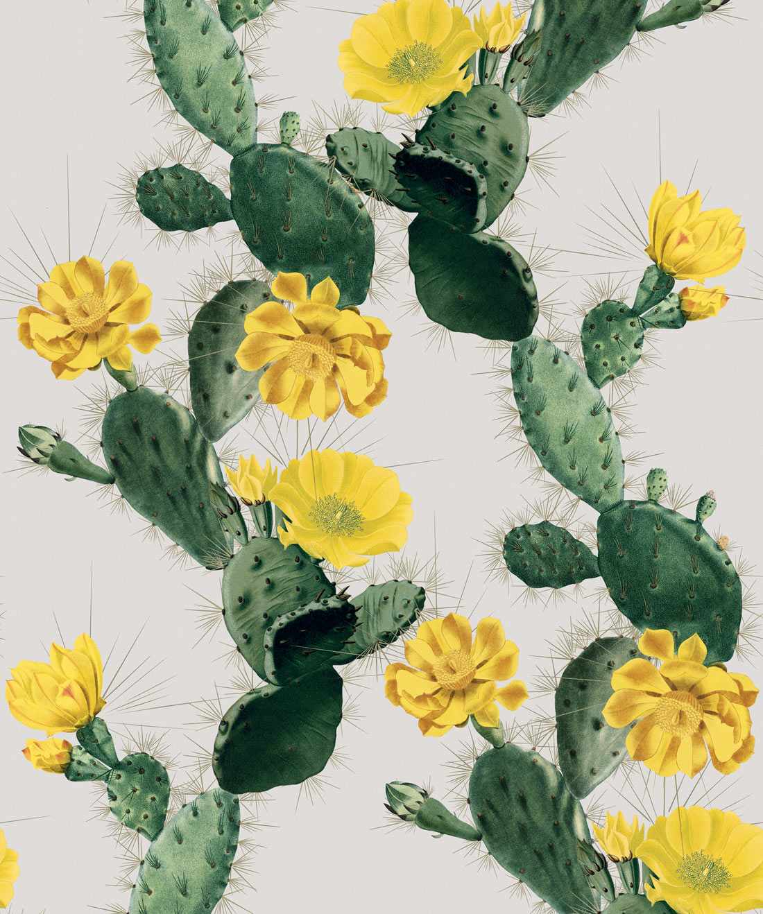 images Nopal Wallpaper wallpaper backgrounds iphone wallpaper