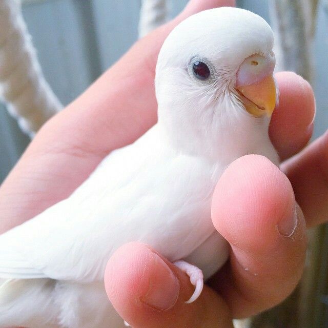 photo Parrot Baby Shark boo the goffins cockatoo sings and dances to baby shark