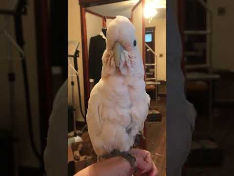wallpapers Parrot Baby Shark albino budgie pet birds cute birds